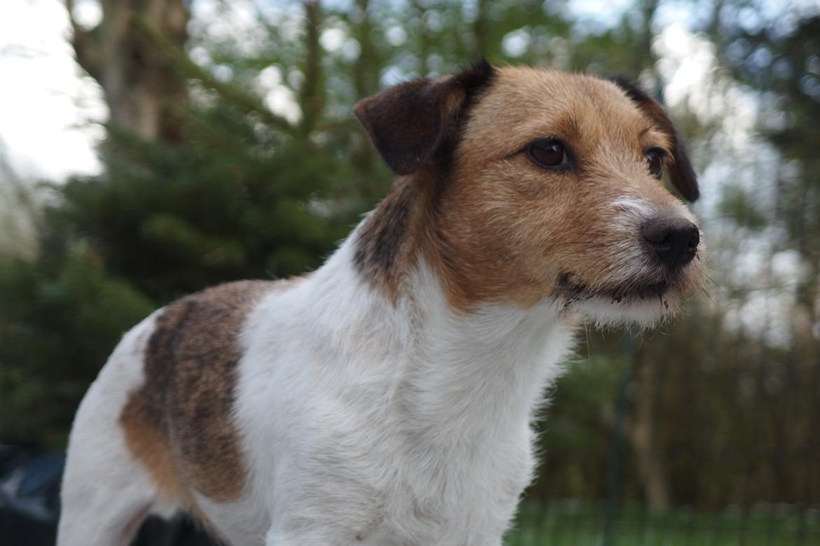 Jack russell terrier Amy billede 28
