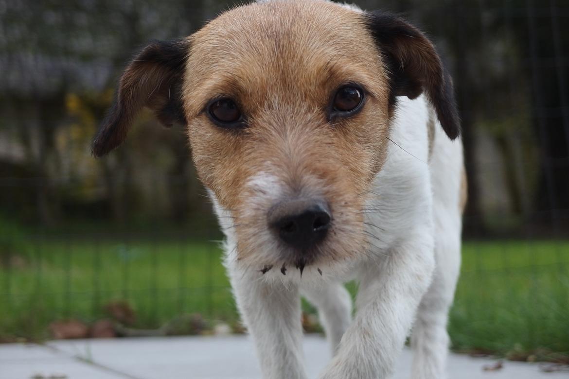 Jack russell terrier Amy billede 29