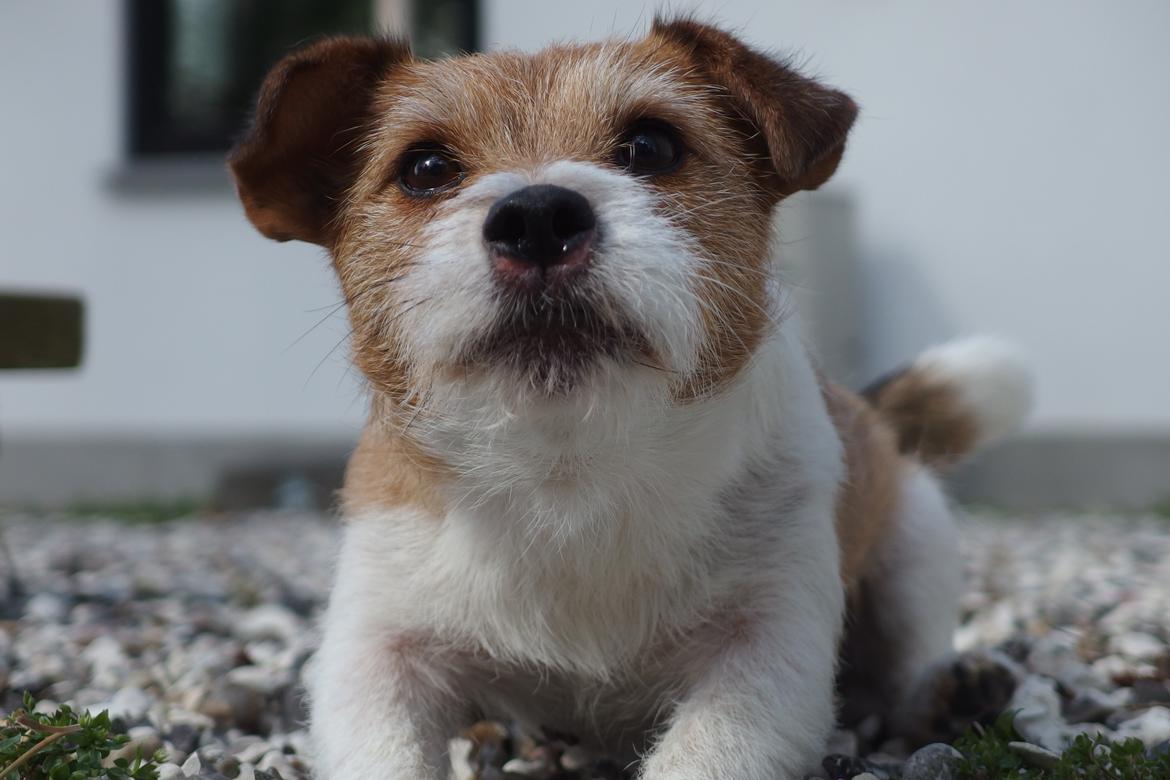 Jack russell terrier Alina billede 20