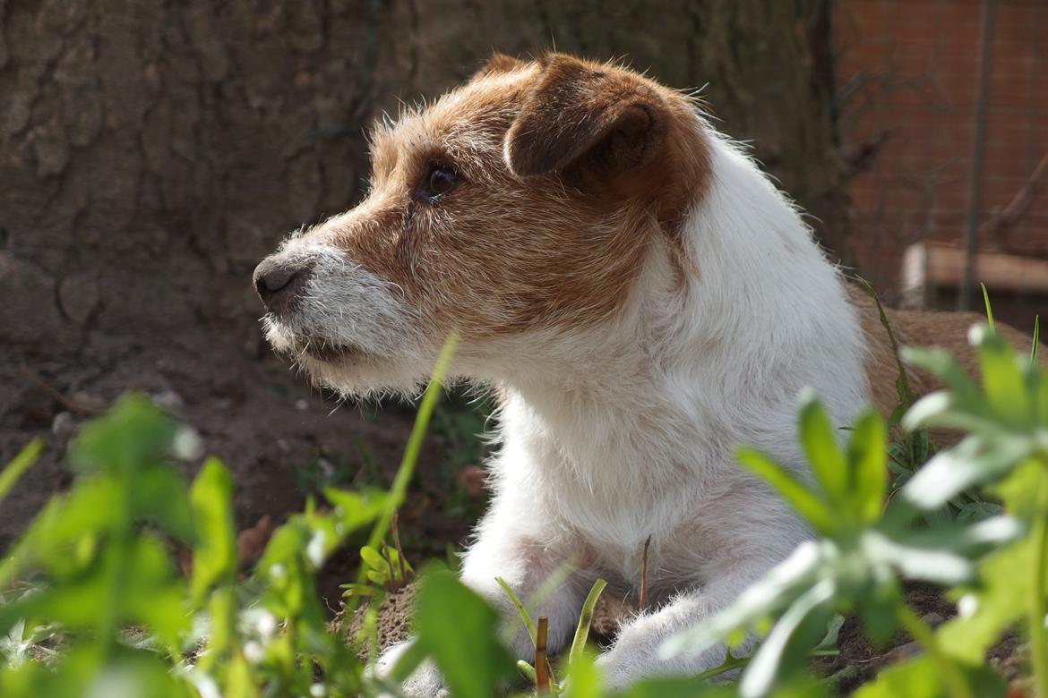 Jack russell terrier Alina billede 17