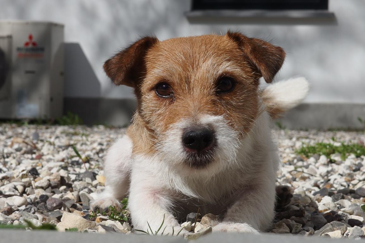 Jack russell terrier Alina billede 26