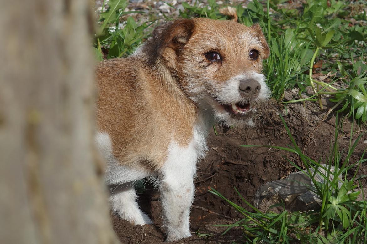Jack russell terrier Alina billede 2