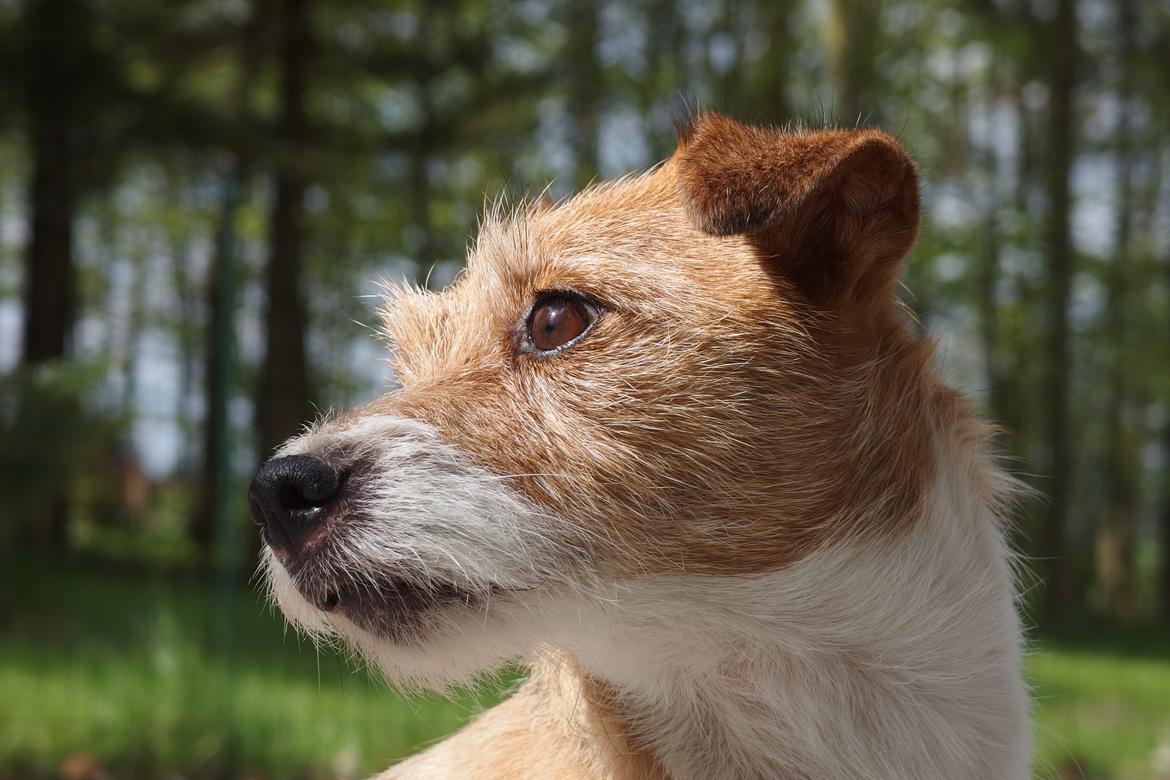 Jack russell terrier Alina billede 7