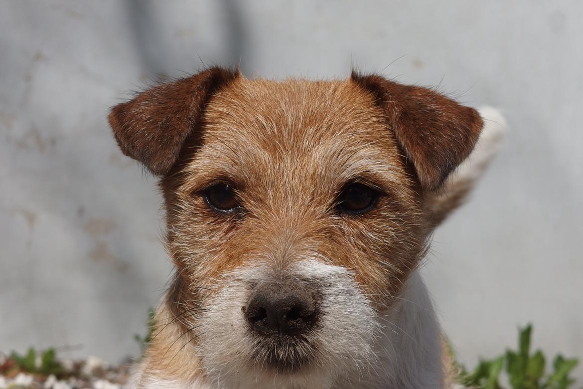 Jack russell terrier Alina billede 27