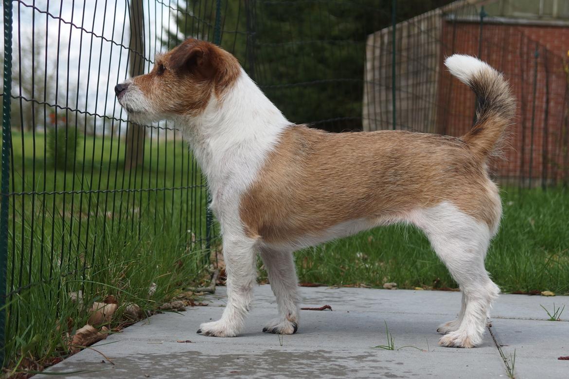 Jack russell terrier Alina billede 1