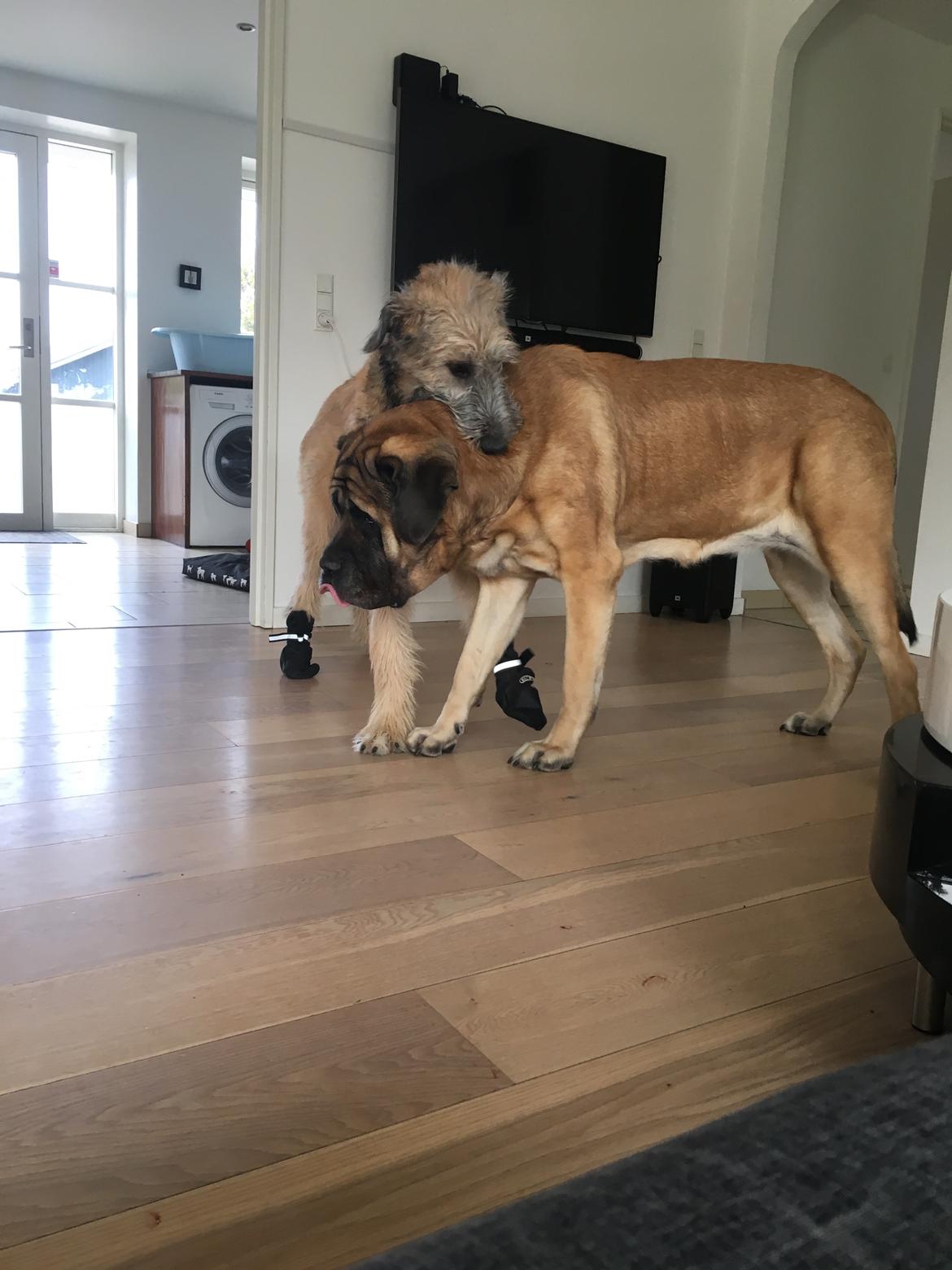 Irsk ulvehund Clonakilty av Black Glacier  aka “Marvin” R.I.P. - 5 mdr: dræber-Marvin billede 20