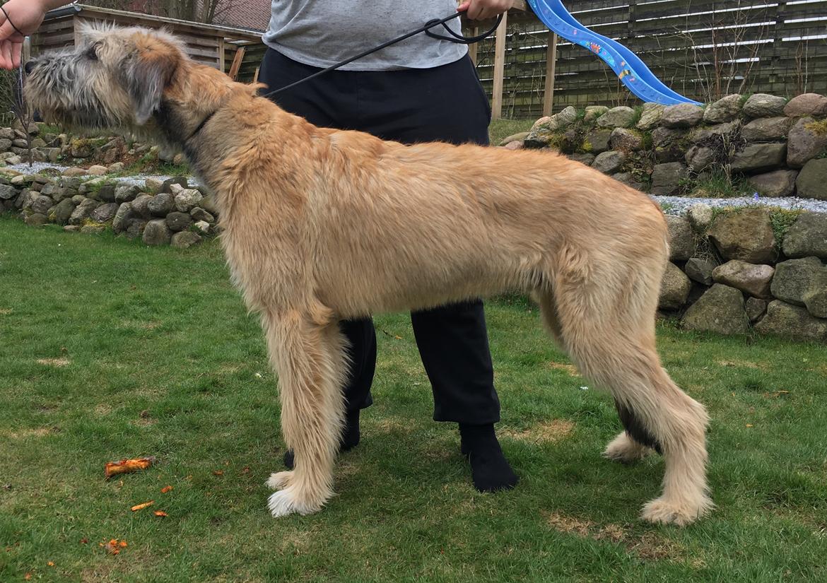 Irsk ulvehund Clonakilty av Black Glacier  aka “Marvin” R.I.P. - 5 mdr billede 19