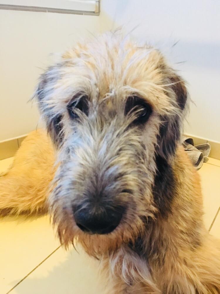 Irsk ulvehund Clonakilty av Black Glacier  aka “Marvin” R.I.P. billede 18
