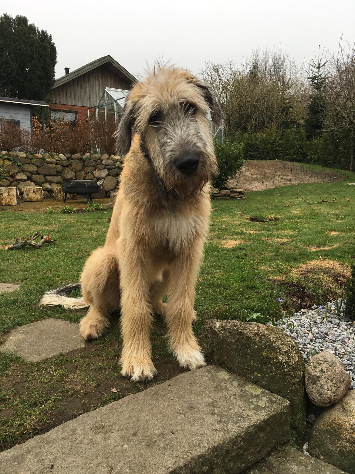 Irsk ulvehund Clonakilty av Black Glacier  aka “Marvin” R.I.P. - 5 mdr billede 14