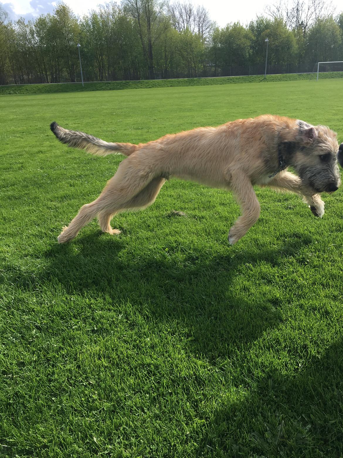 Irsk ulvehund Clonakilty av Black Glacier  aka “Marvin” R.I.P. - 6 mdr billede 16