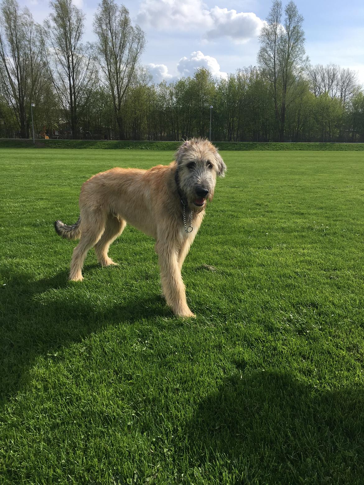 Irsk ulvehund Clonakilty av Black Glacier  aka “Marvin” R.I.P. - 6 mdr billede 17