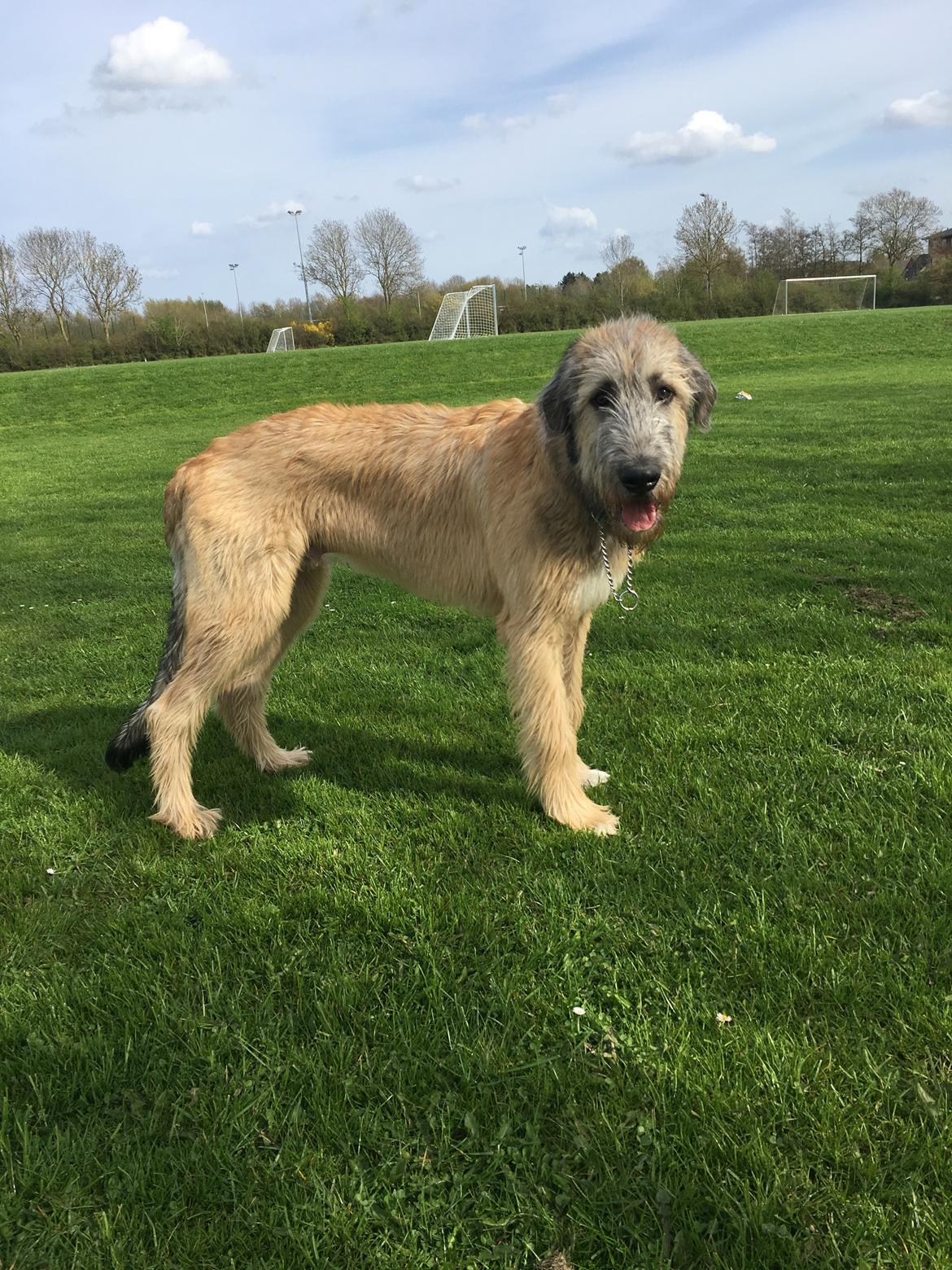 Irsk ulvehund Clonakilty av Black Glacier  aka “Marvin” R.I.P. - 6 mdr billede 15