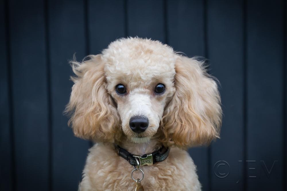 Dværgpuddel Zara billede 37