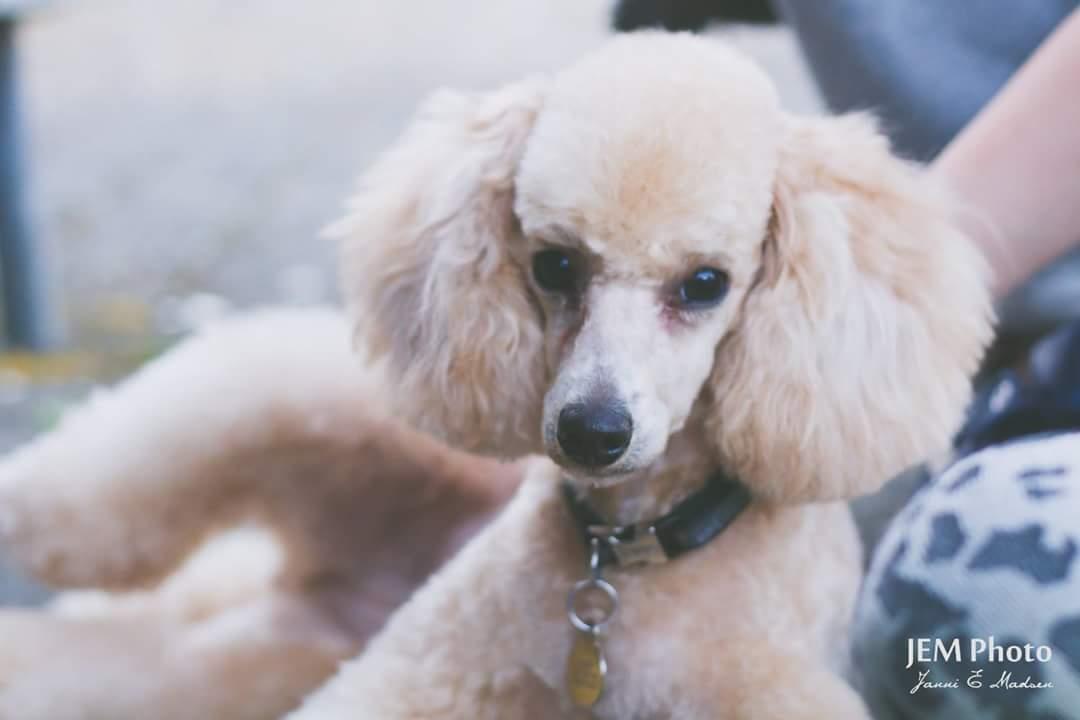 Dværgpuddel Zara billede 38