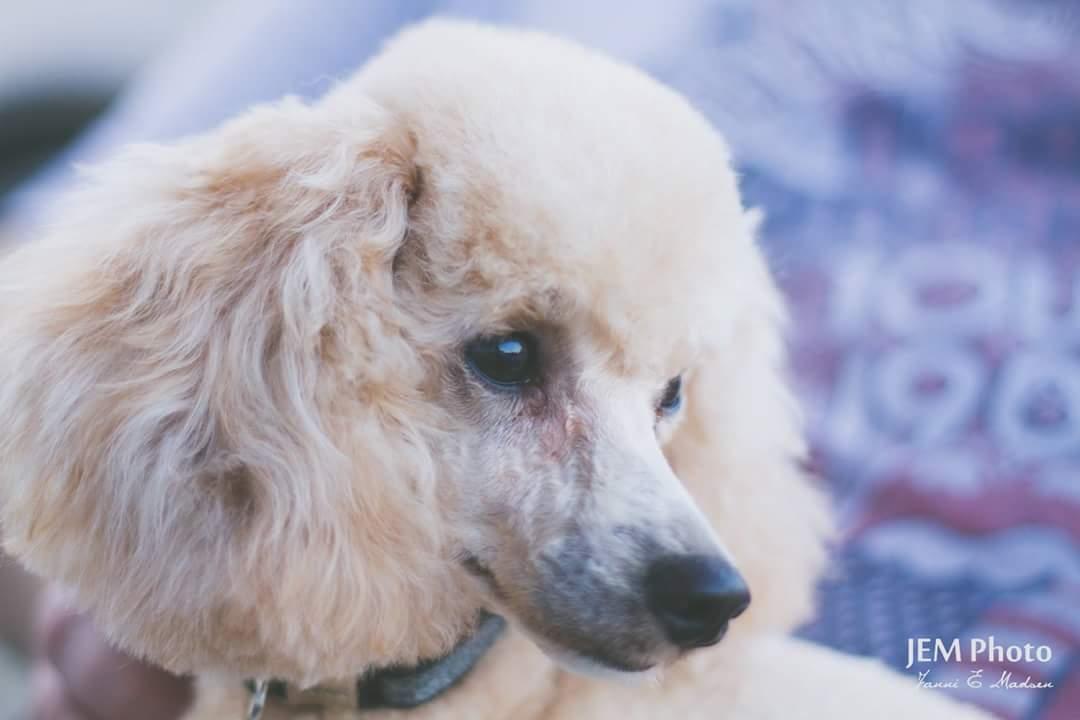 Dværgpuddel Zara billede 41