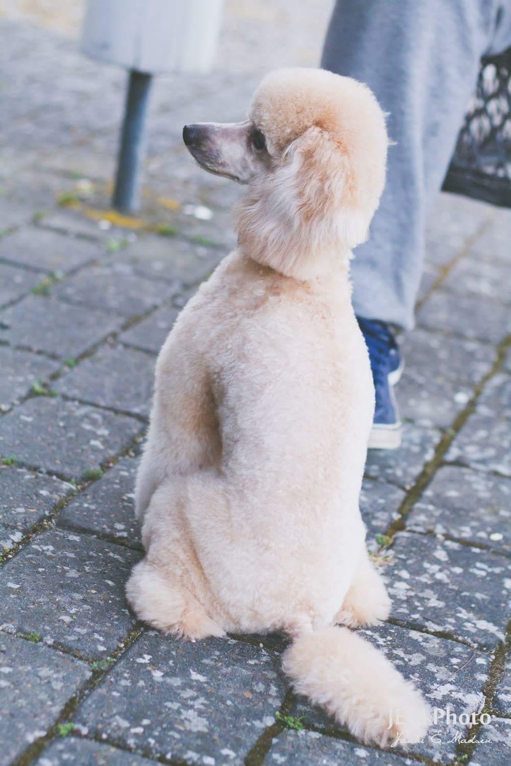 Dværgpuddel Zara billede 39