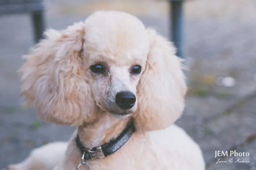 Dværgpuddel Zara billede 40