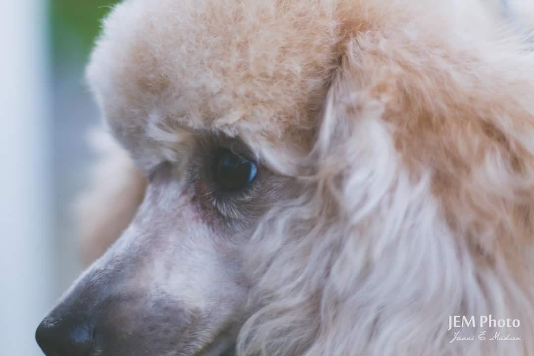 Dværgpuddel Zara billede 42