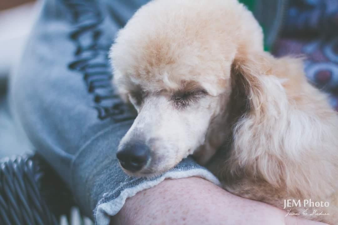 Dværgpuddel Zara billede 43