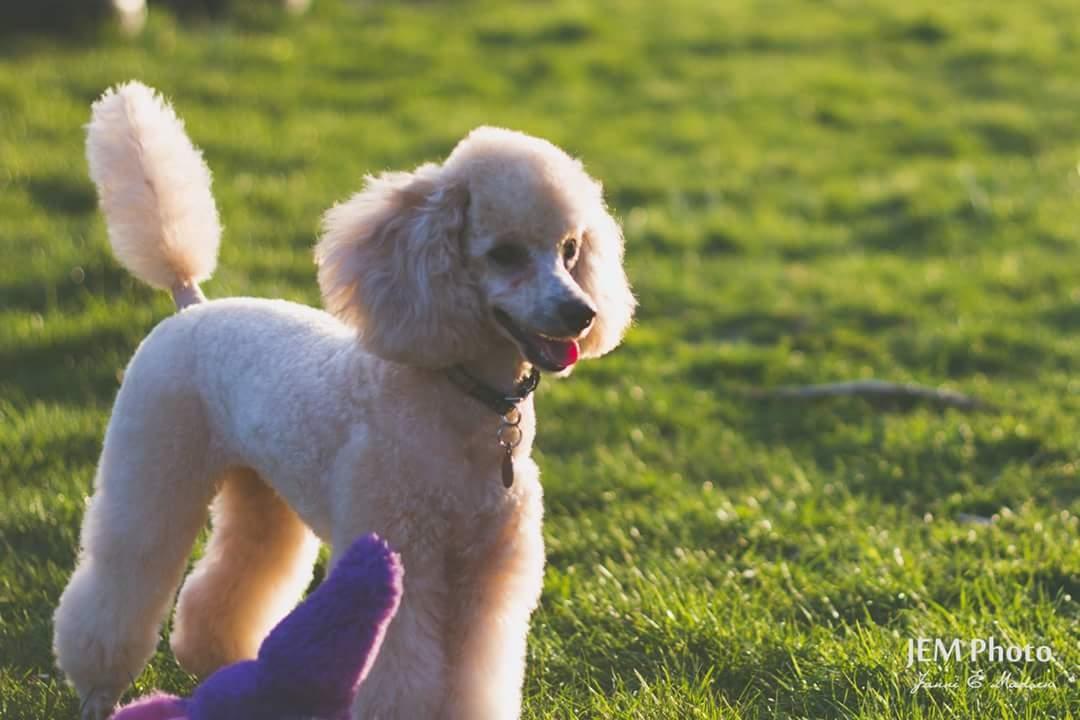 Dværgpuddel Zara billede 1