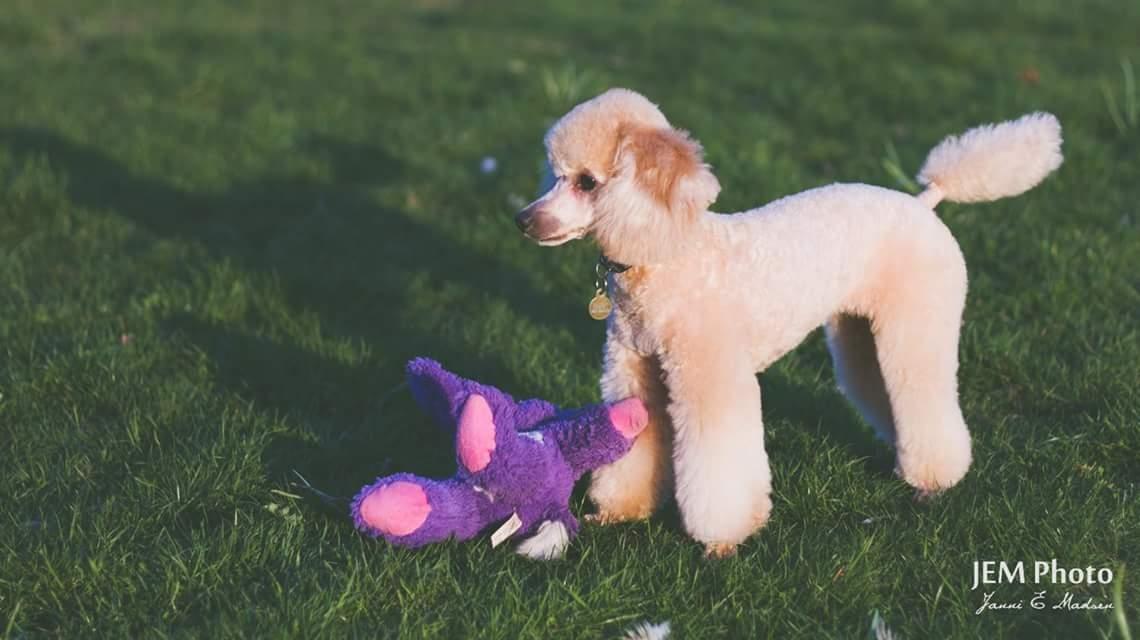 Dværgpuddel Zara billede 45