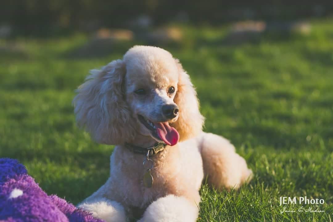 Dværgpuddel Zara billede 44