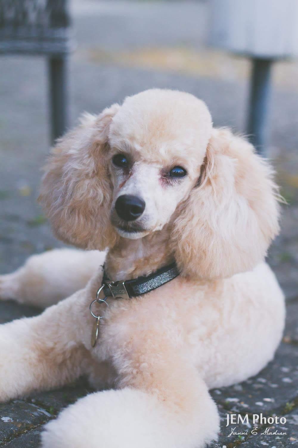 Dværgpuddel Zara billede 46