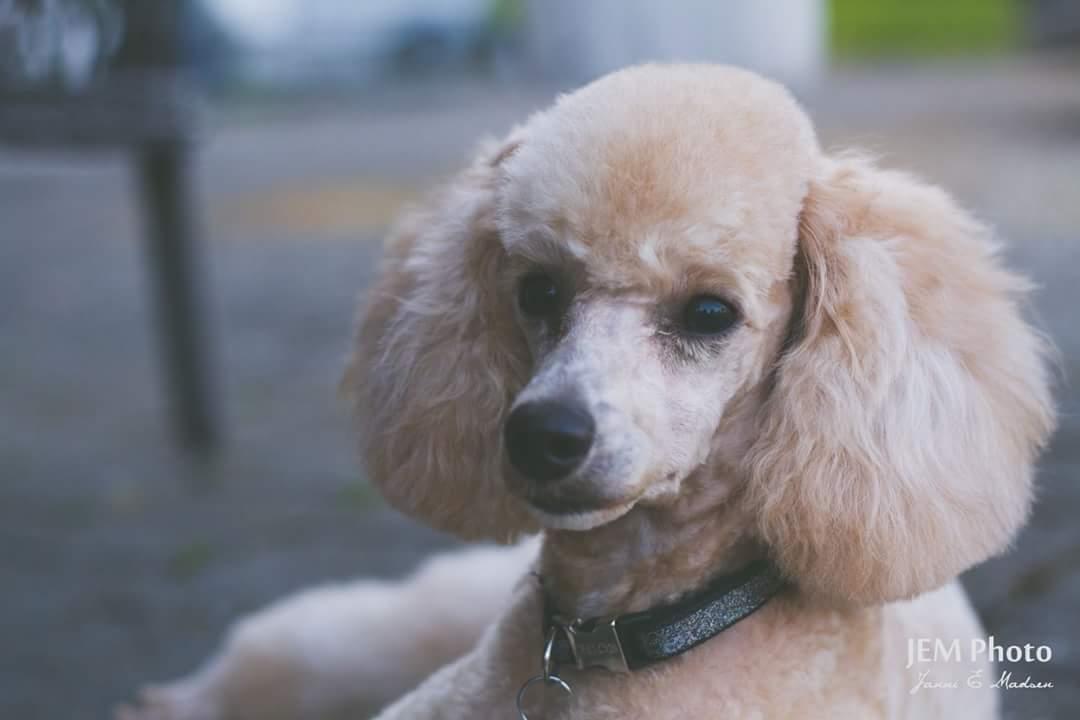 Dværgpuddel Zara billede 47