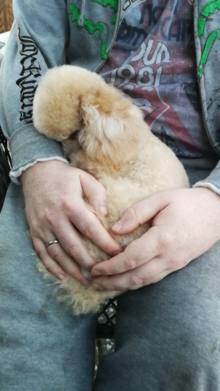 Dværgpuddel Zara billede 48