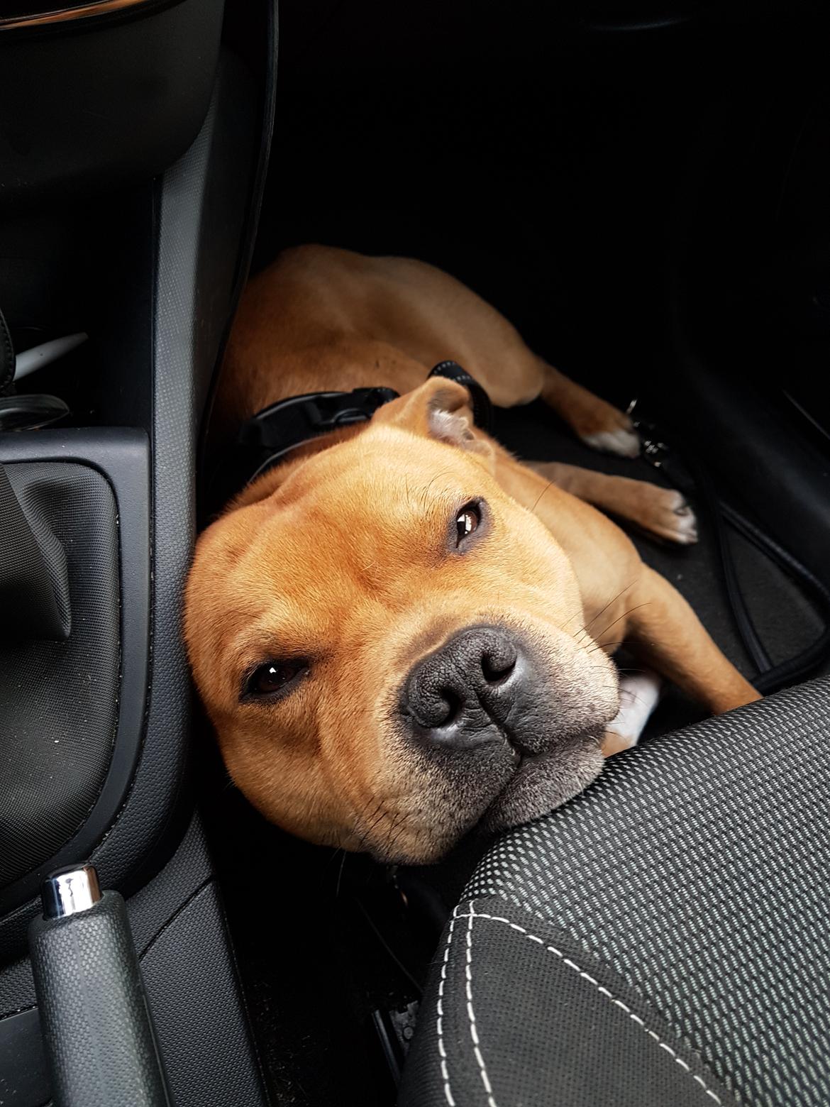 Staffordshire bull terrier Tarzan billede 19