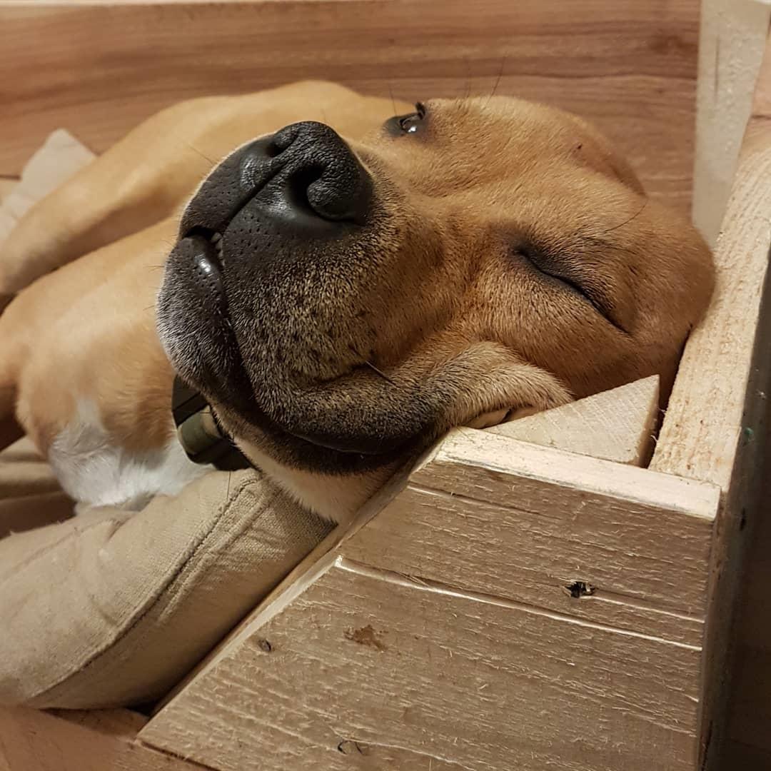 Staffordshire bull terrier Tarzan billede 20