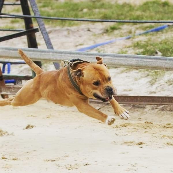 Staffordshire bull terrier Tarzan billede 22