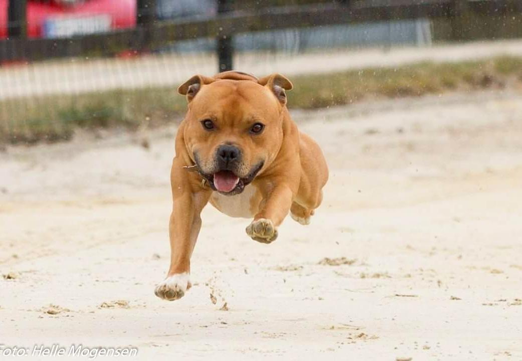 Staffordshire bull terrier Tarzan billede 25