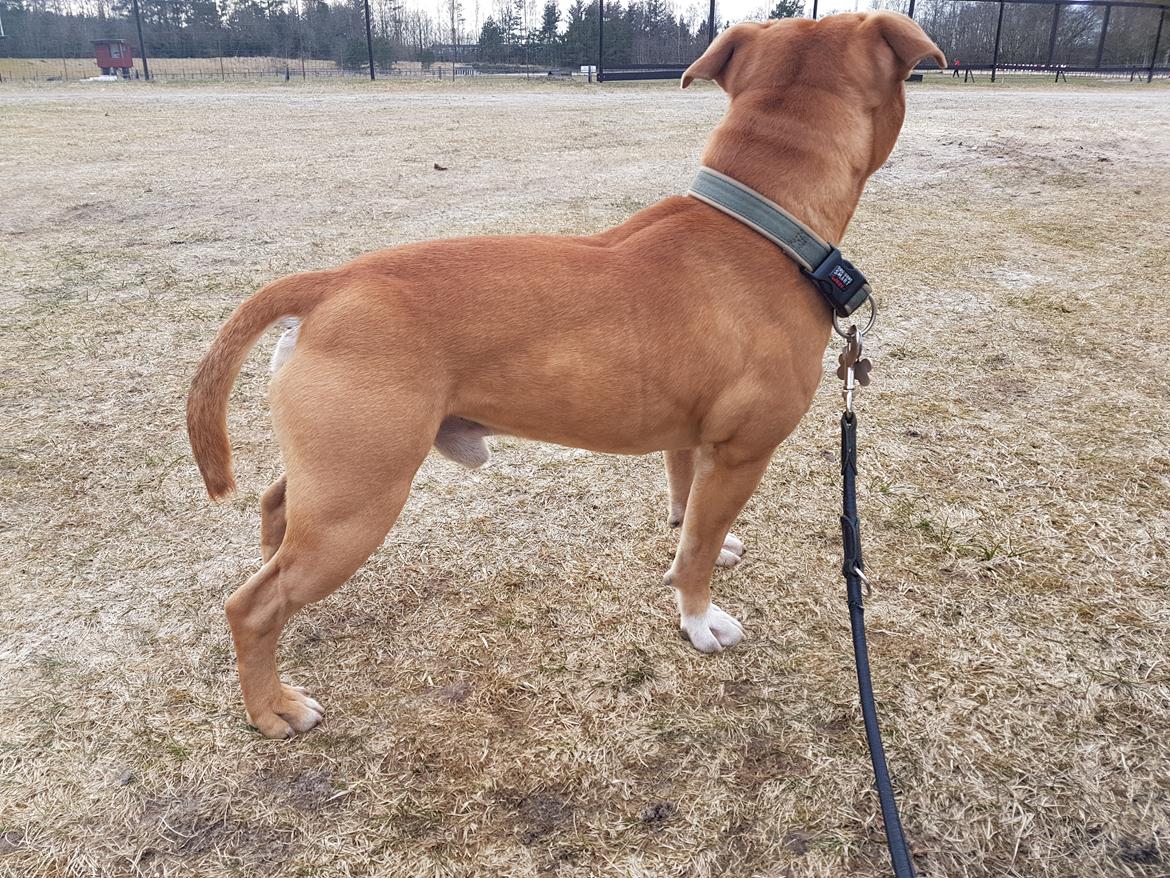 Staffordshire bull terrier Tarzan billede 27