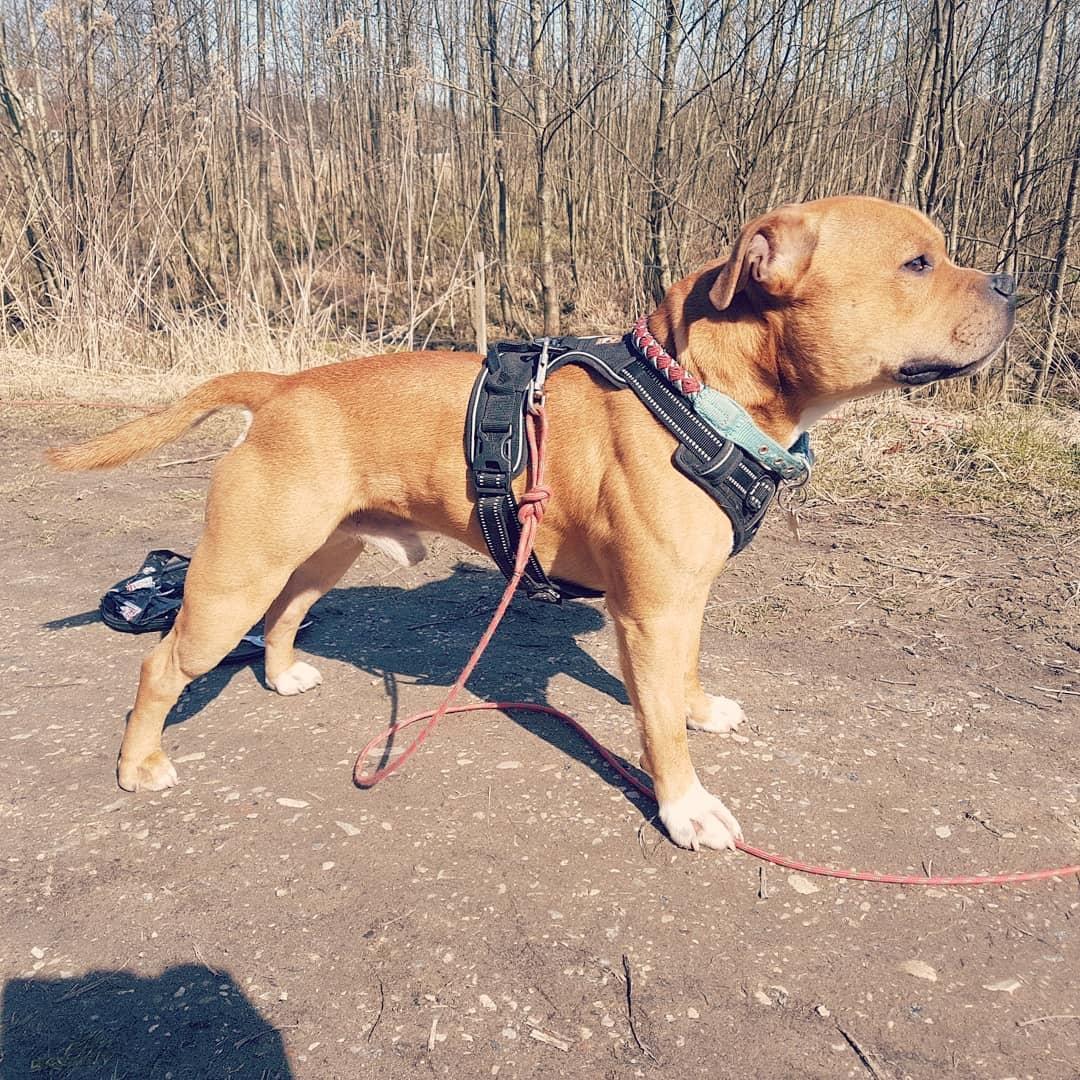 Staffordshire bull terrier Tarzan billede 29