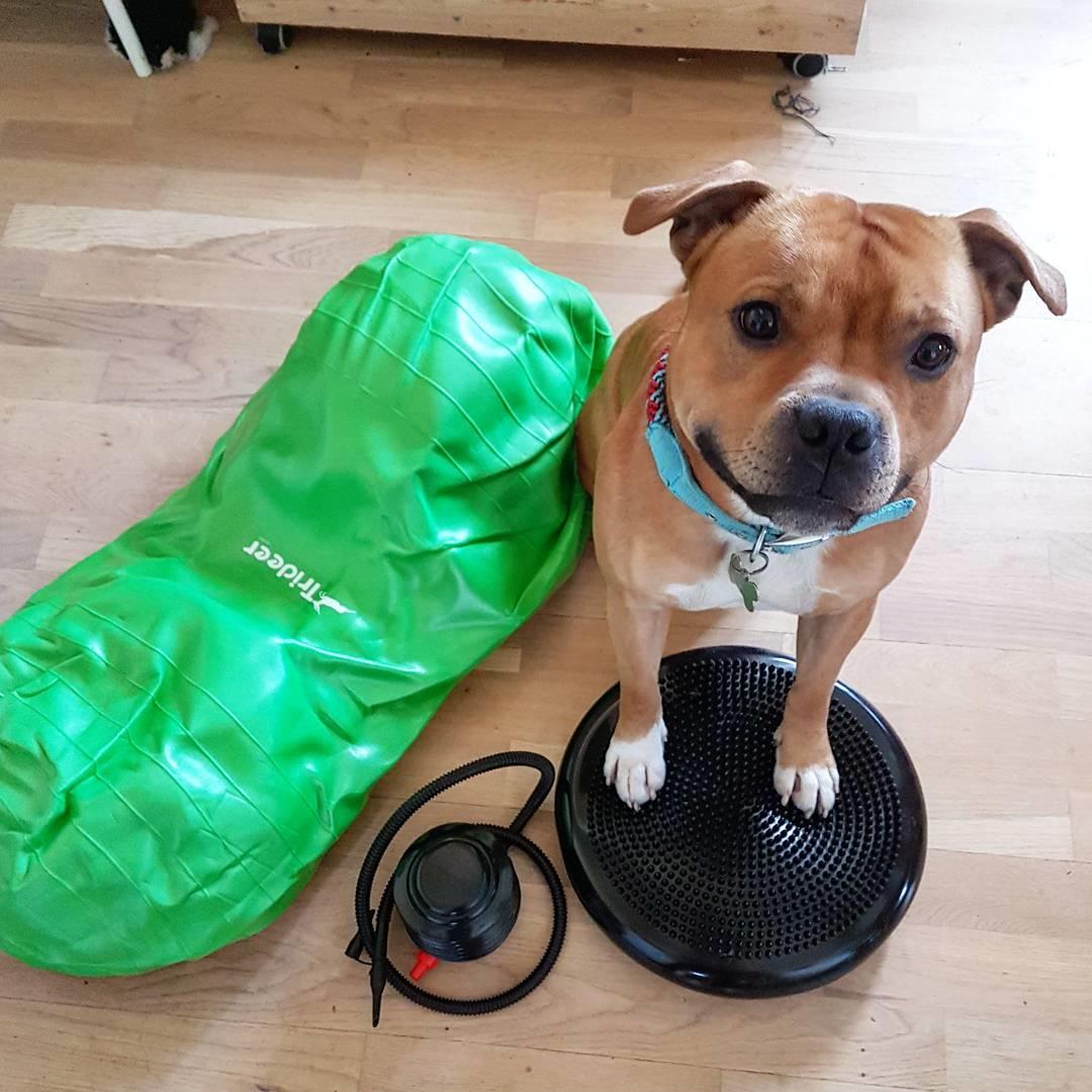 Staffordshire bull terrier Tarzan billede 31