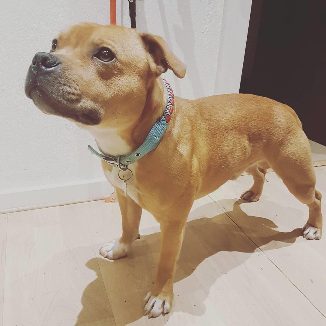 Staffordshire bull terrier Tarzan billede 33