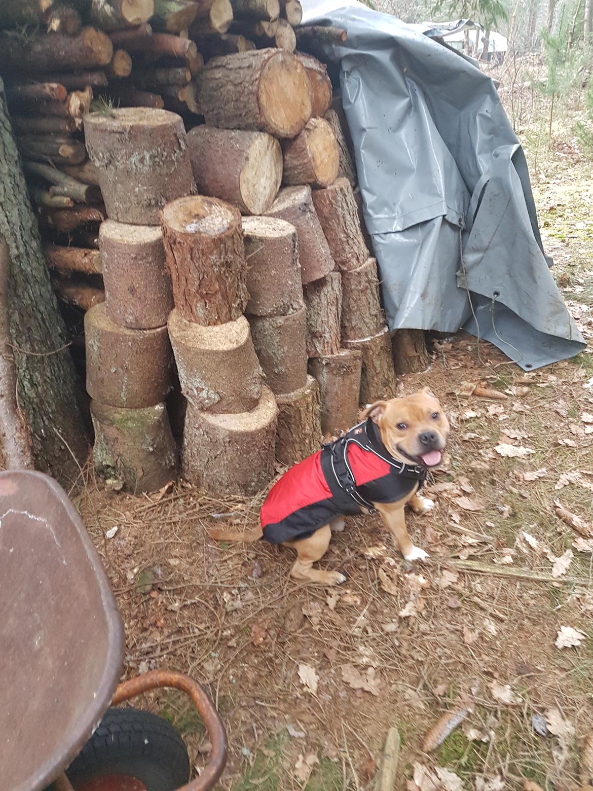 Staffordshire bull terrier Tarzan billede 37