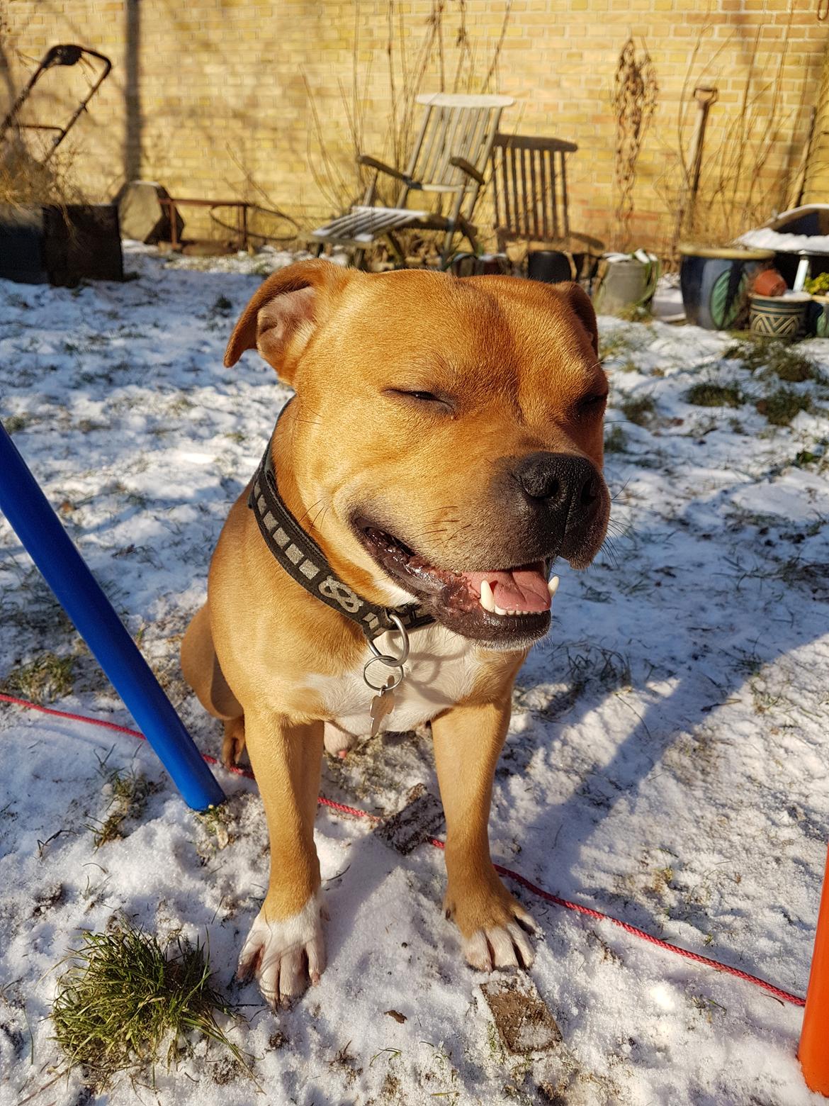 Staffordshire bull terrier Tarzan billede 38