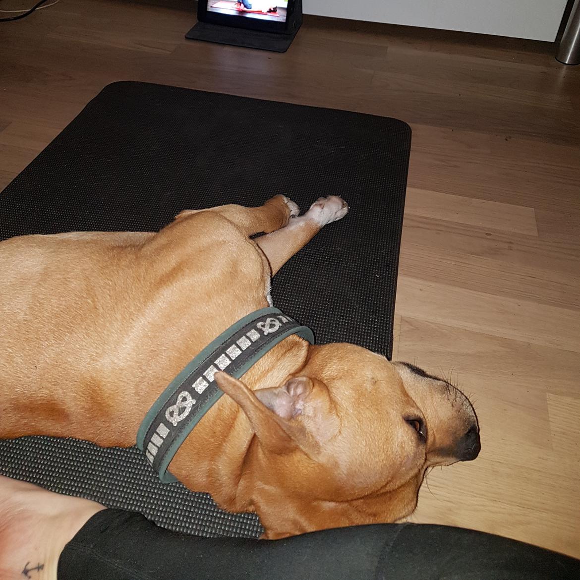 Staffordshire bull terrier Tarzan billede 39