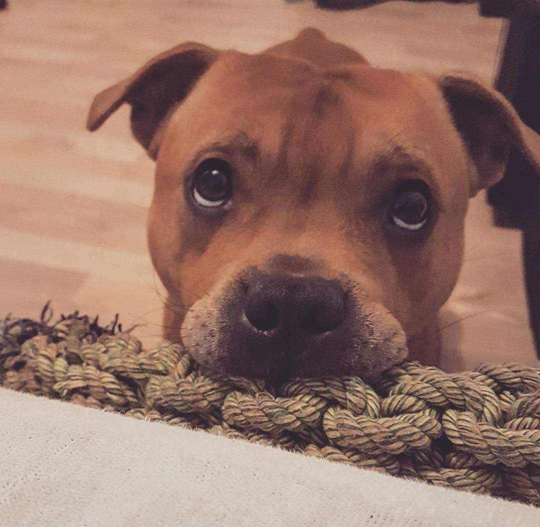 Staffordshire bull terrier Tarzan billede 44