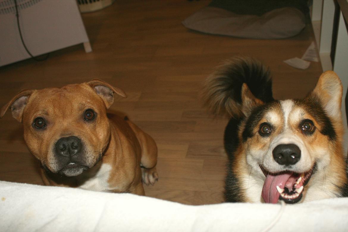 Staffordshire bull terrier Tarzan billede 45