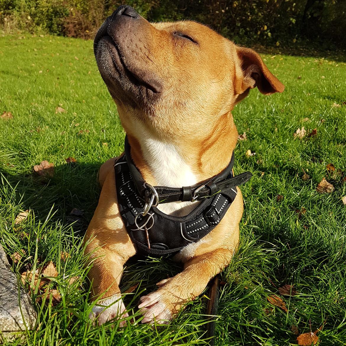 Staffordshire bull terrier Tarzan billede 48