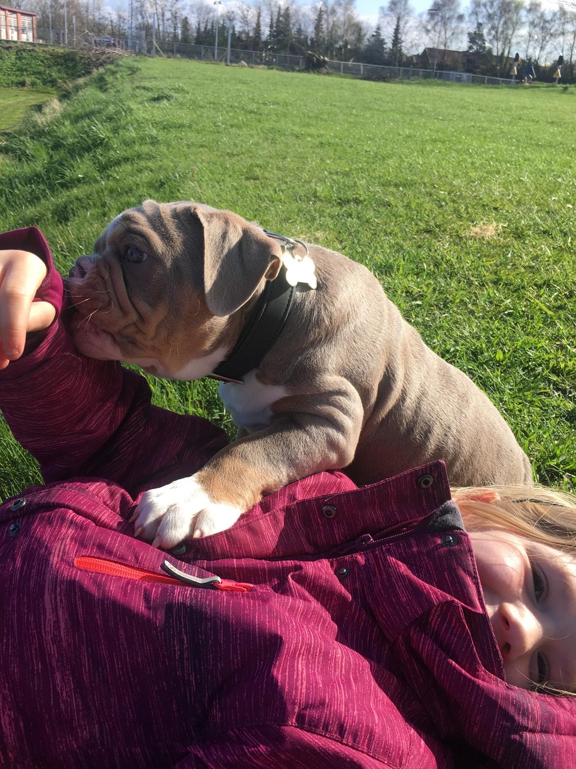 Olde english bulldogge Harald billede 4
