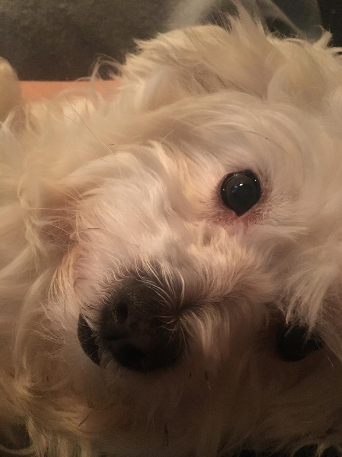 Blanding af racer Molly billede 6