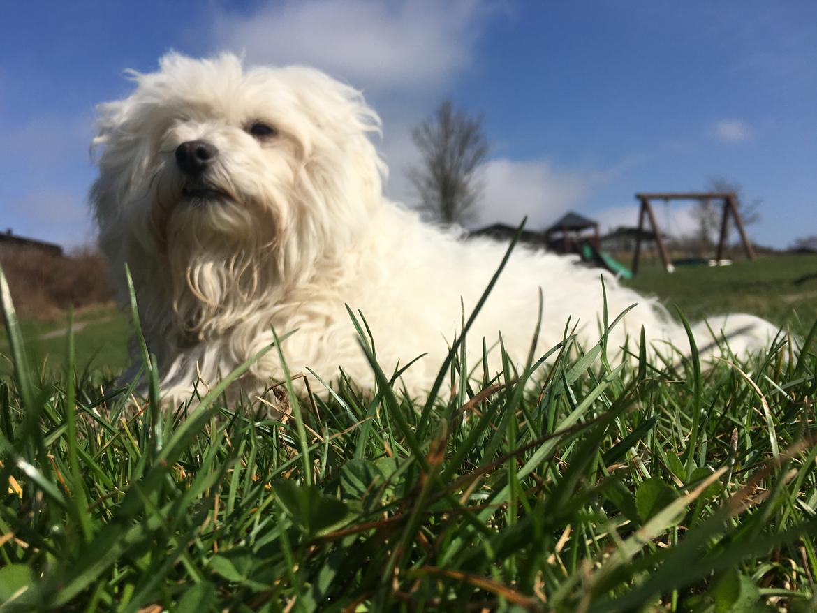 Blanding af racer Molly billede 8