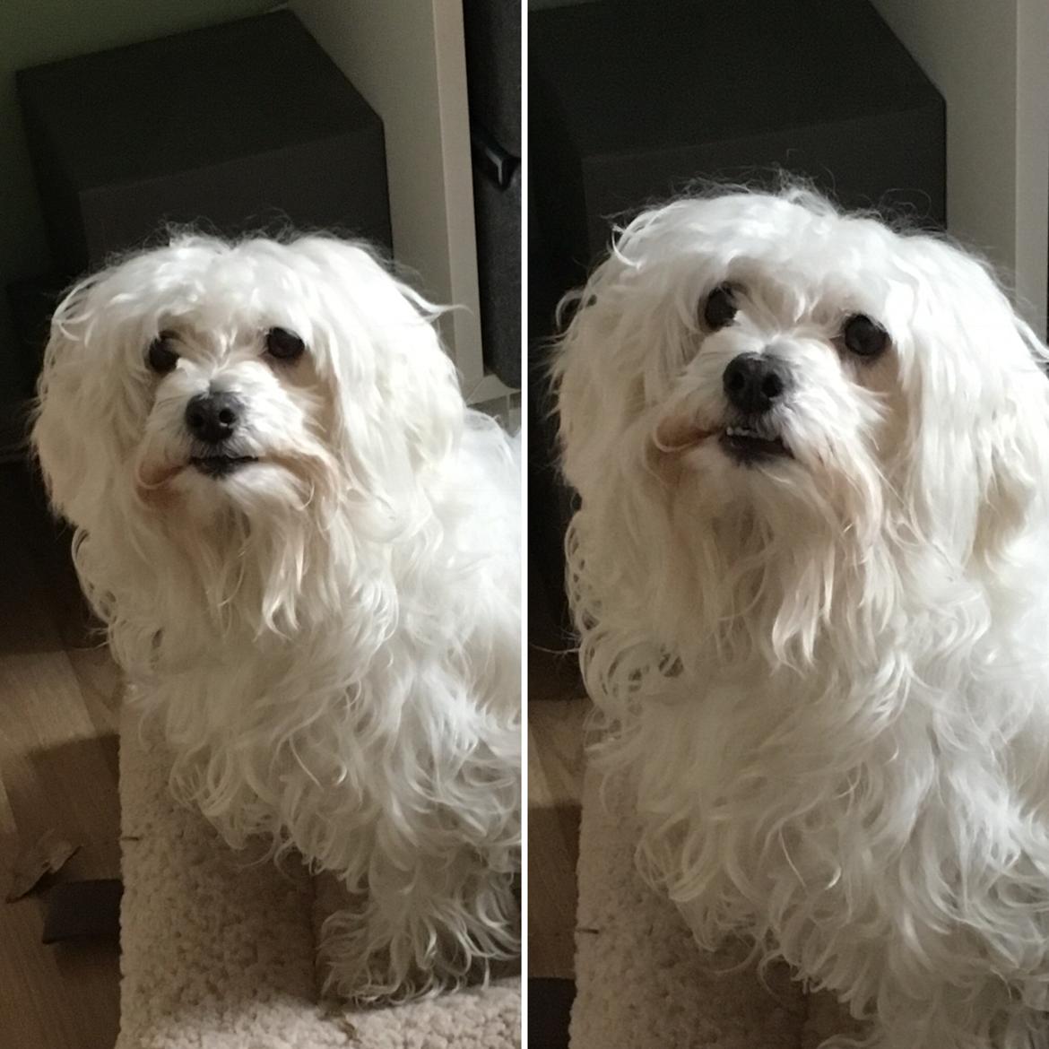 Blanding af racer Molly billede 7