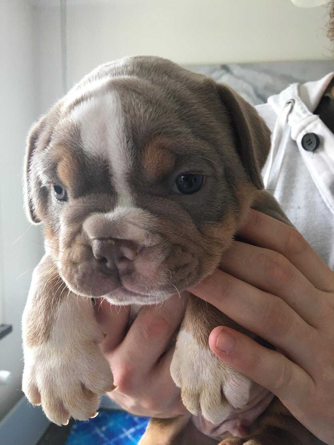 Olde english bulldogge Harald billede 7