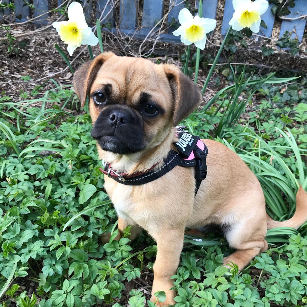 Blanding af racer Bodil (himmelhund) billede 1