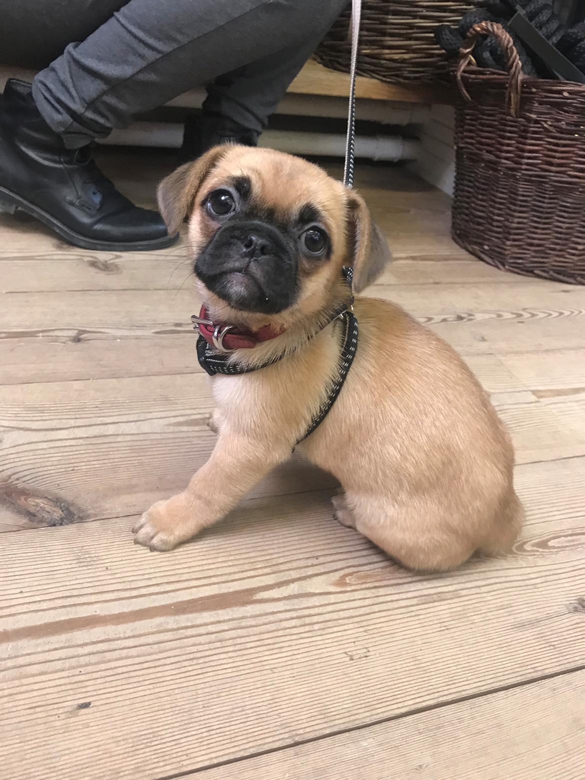 Blanding af racer Bodil (himmelhund) billede 2